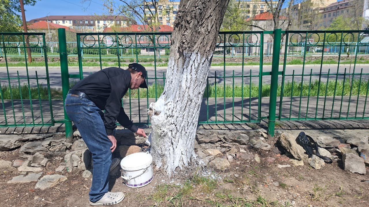 Экологический субботник «Побелка деревьев»