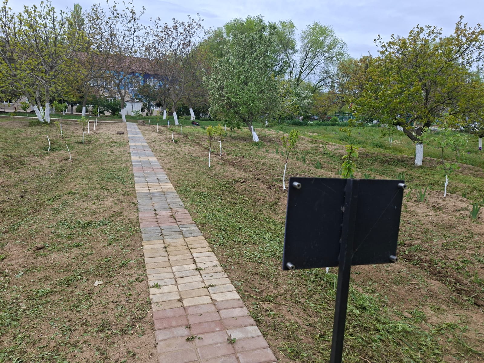 «Аллея-сад"  в память о Победе: акция, приуроченная к 81-й годовщине Великой Отечественной войны»