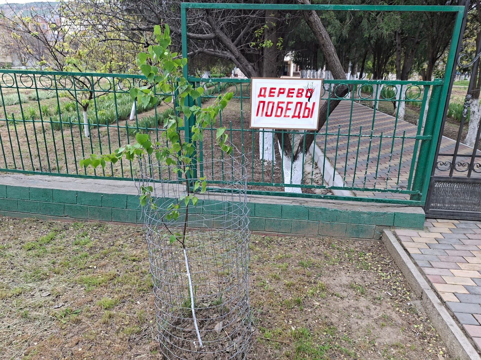 «Аллея-сад"  в память о Победе: акция, приуроченная к 81-й годовщине Великой Отечественной войны»